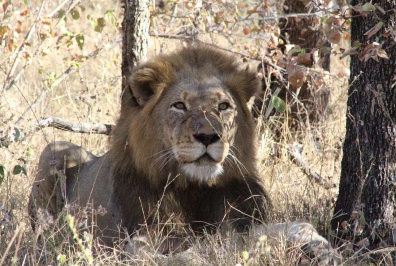 Lionsview Private - 6 Lions Villa Marloth Park